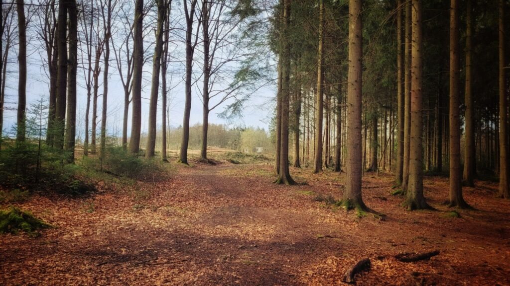 Chemin forestier en automne entre de grands arbres, l Efteling en automne sans Halloween
