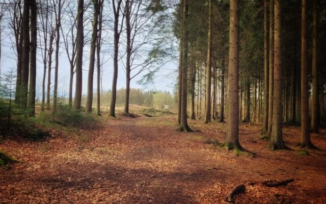 Chemin forestier en automne entre de grands arbres, l Efteling en automne sans Halloween