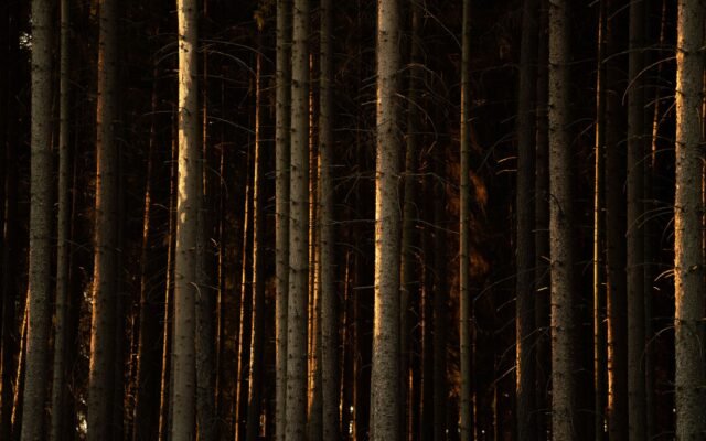 Grands arbres dans une forêt sombre, ambiance de Fort Fear Horrorland à Fort Fun