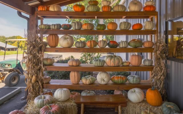 Citrouilles colorées exposées sur des étagères en bois, Halloween à Europa-Park
