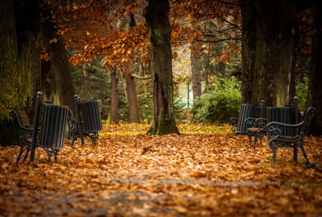 Allée de parc calme avec bancs vides et feuilles d automne, trouver le jour le moins fréquenté à Plopsaland