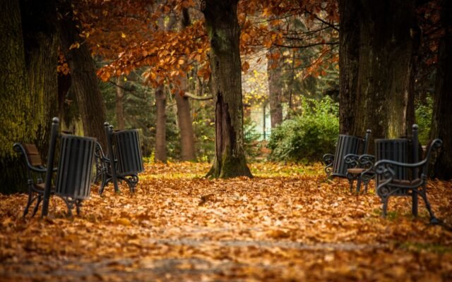 Allée de parc calme avec bancs vides et feuilles d automne, trouver le jour le moins fréquenté à Plopsaland
