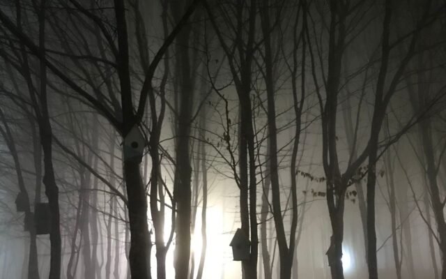 Forêt sombre dans la brume avec des lumières, l'ambiance de la maison hantée de Walibi qui fait le plus peur
