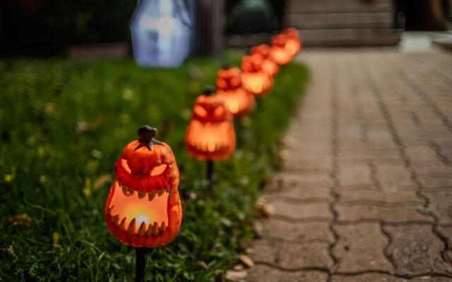 Rangée de citrouilles illuminées le long d un chemin de jardin, Halloween à Pairi Daiza